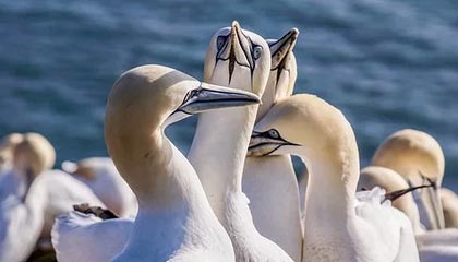 爱游戏登录入口-日本NHK特别报道：伊朗球员雪地控球如舞者，伊朗日本足球